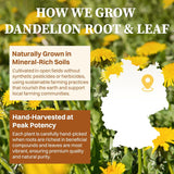 SKMTT Dandelion Leaf & Root Herbal Tea Bags - Caffeine-Free, No Sugar, 60 Teabags